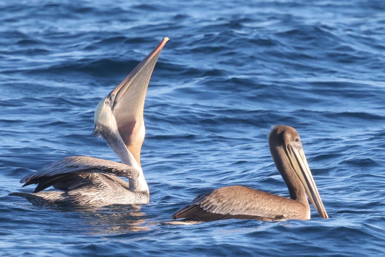 Pelicans