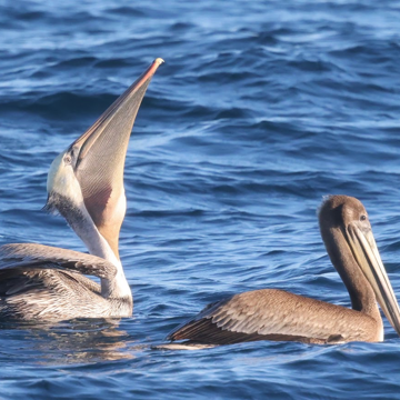 Pelicans - Newport Beach, CA